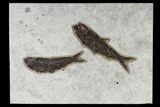 Fossil Fish (Knightia) Plate - Green River Formation #117133-1